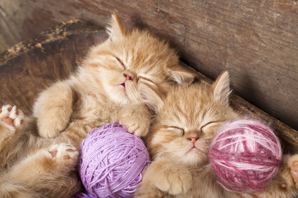 两只姜小猫睡着粉色和紫色的毛线球
