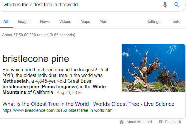 oldest-tree.png