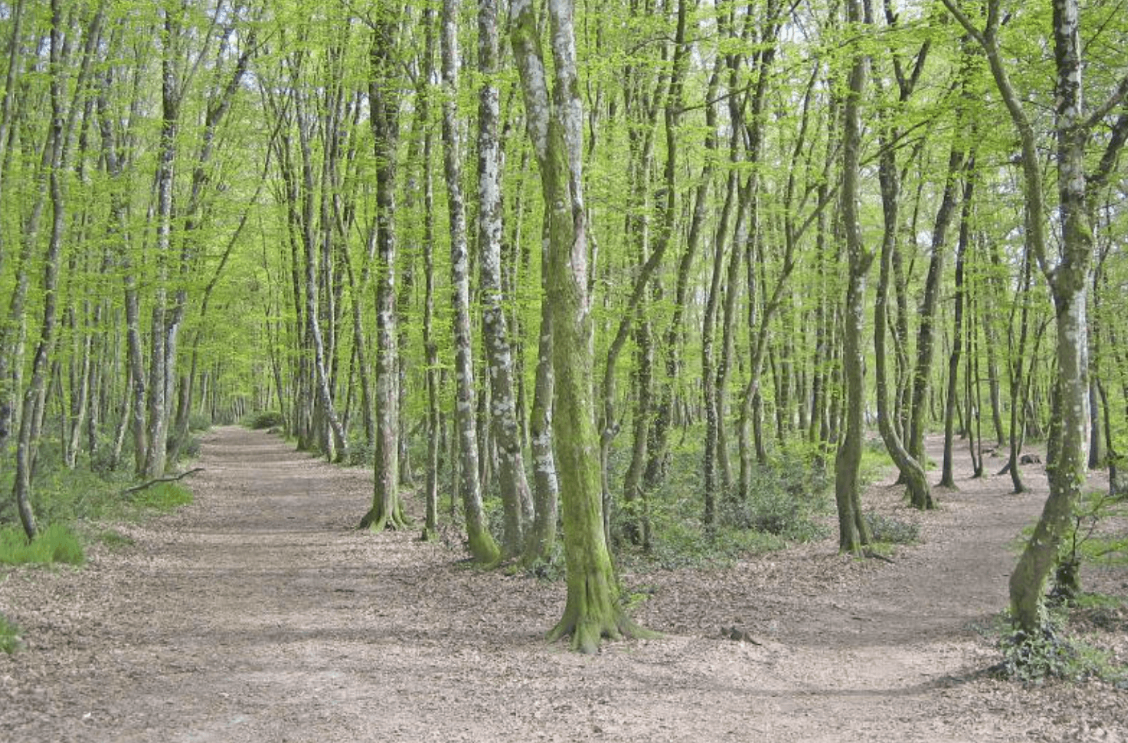 岔路提供了两种进入春天森林的方式。